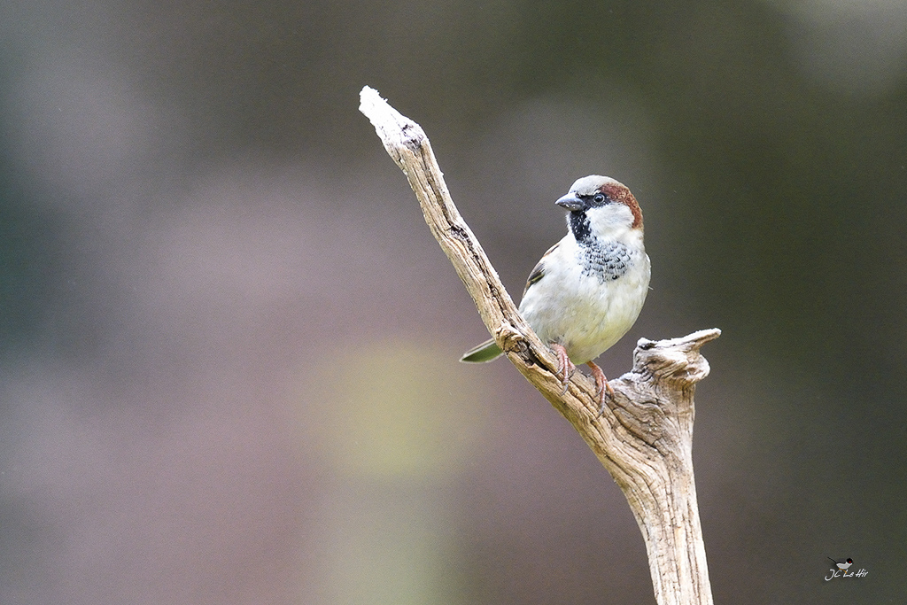 Semaine1 (01/01-04/01)