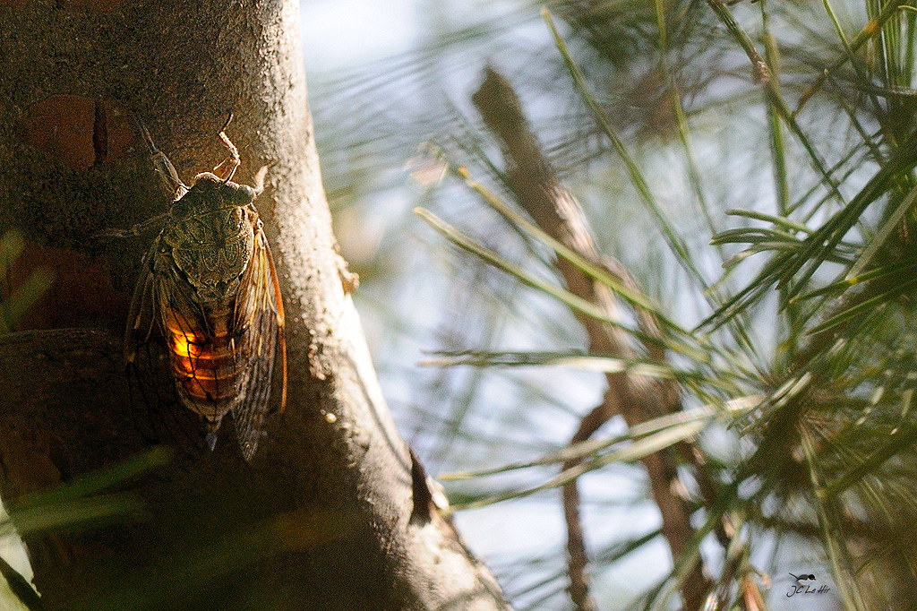 Sem 25 (15/06-21/06)