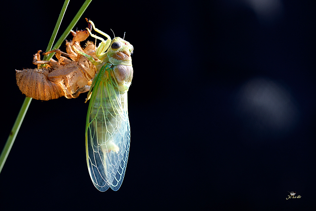 Sem 26 (22/28-21/06)