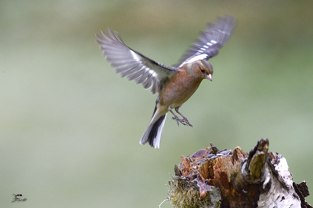 Semaine 2  (05/01-11-01)