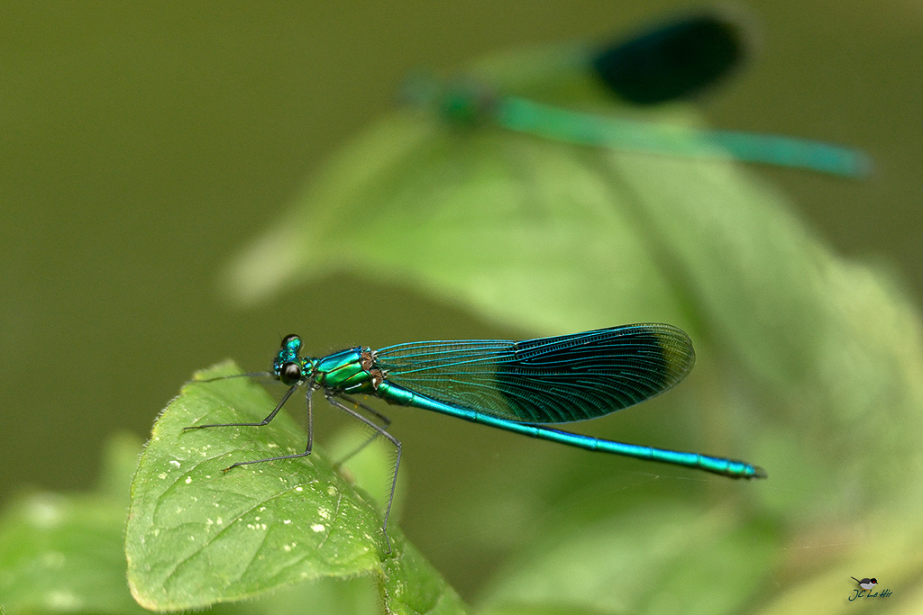 Sem 31 (27/07-02/08)