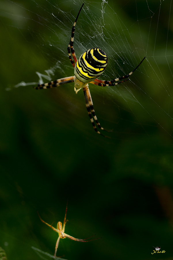 Sem 32 (03/07-09/08)