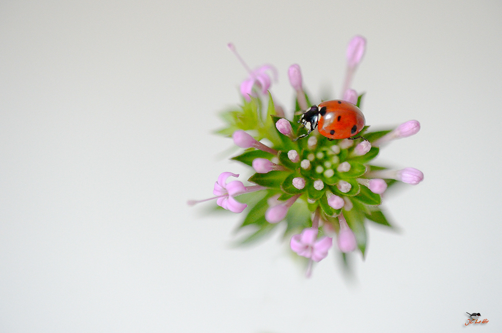 Sem 39 (21/09-27/09)