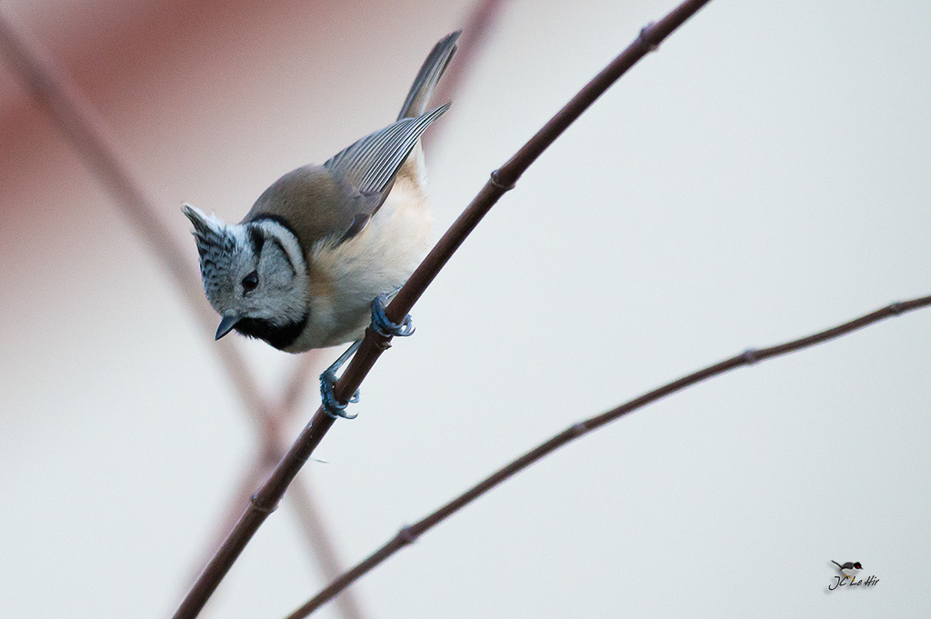 Semaine 3 (12/01-18/01)