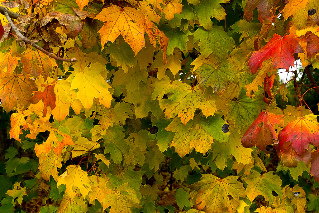 Sem 43 (19/10-25/10)