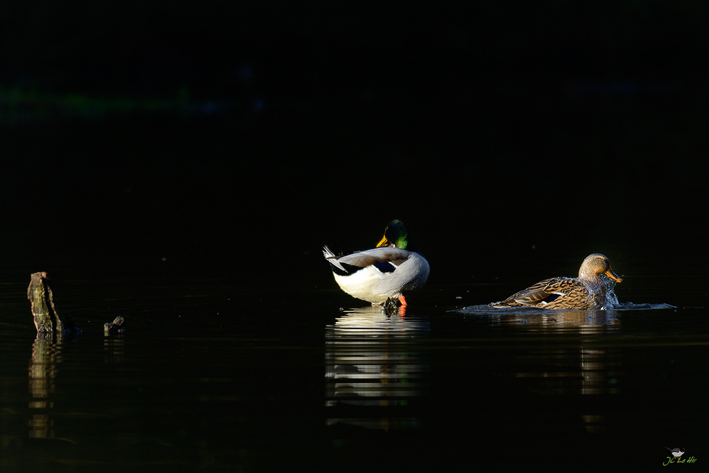 Sem 48 (23/11-29/11)