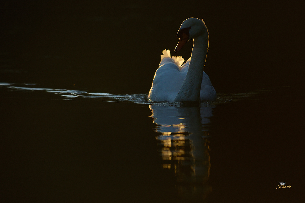 Semaine 4 (19/01-25/01)