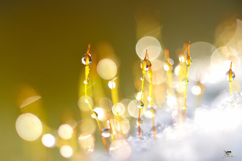 Semaine 5 (26/01-01//02)