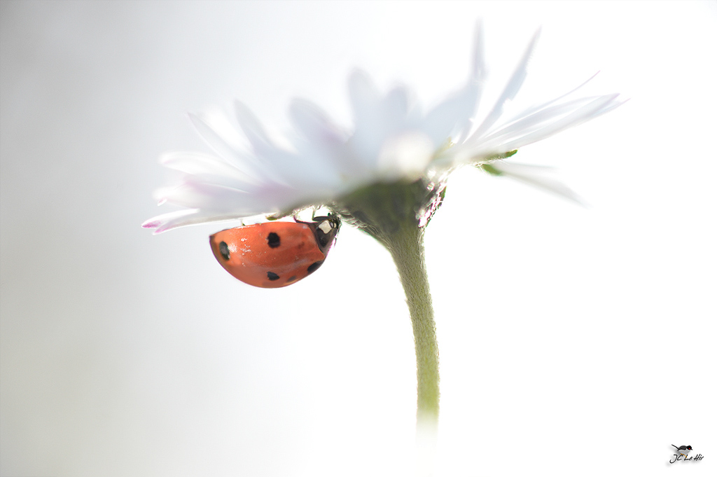 Sem 51 (14/12-20/12)