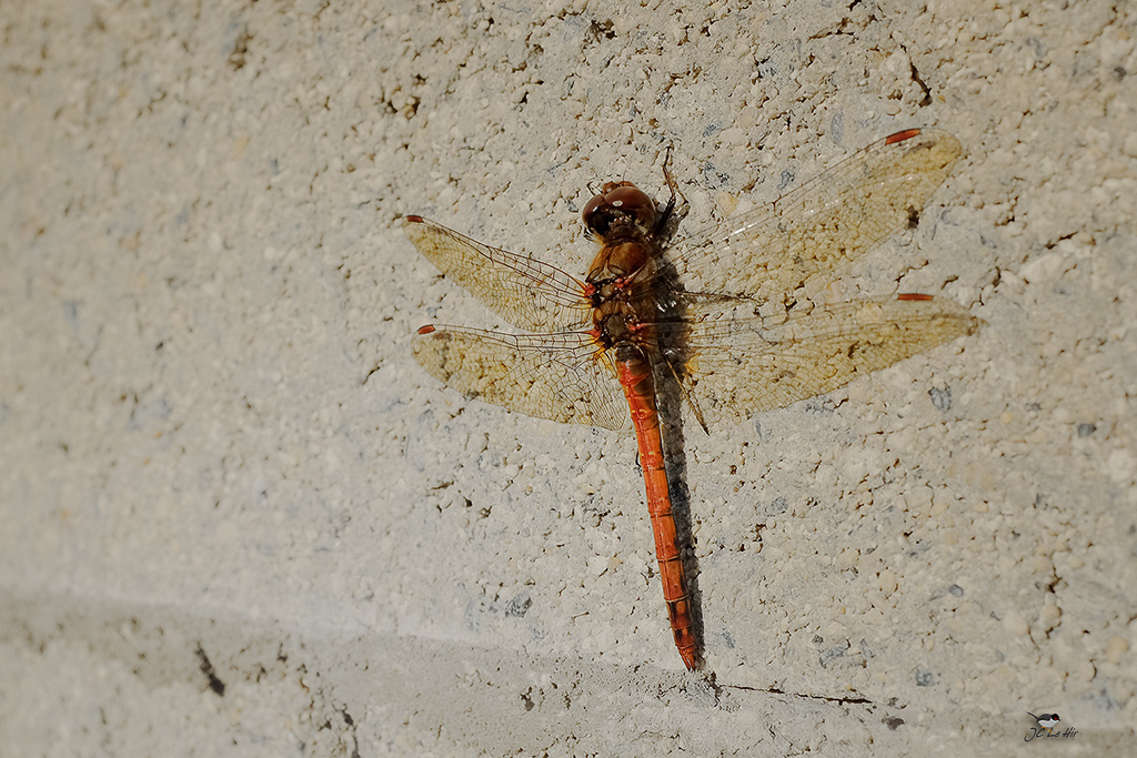 Sem 52 (21/12-27/12)