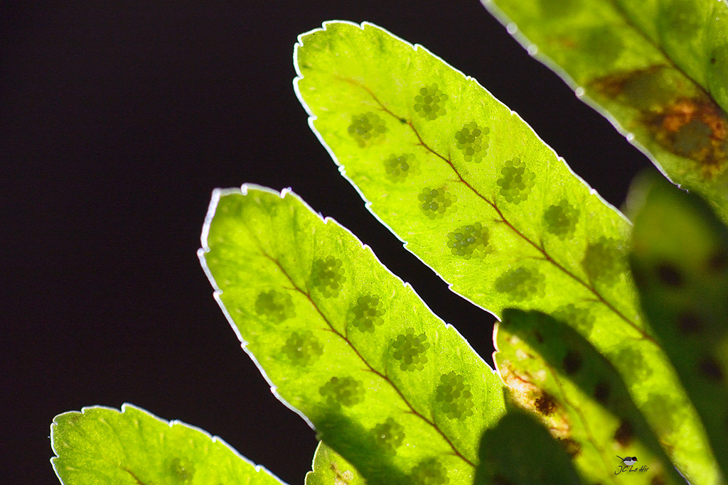 Semaine 6 (02/02-08/02)