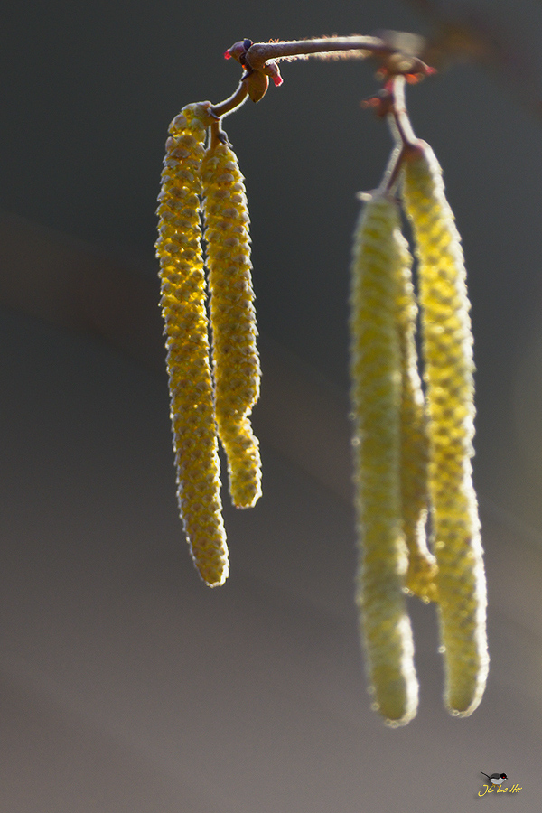 Semaine 7 (09/02 au 15/02)