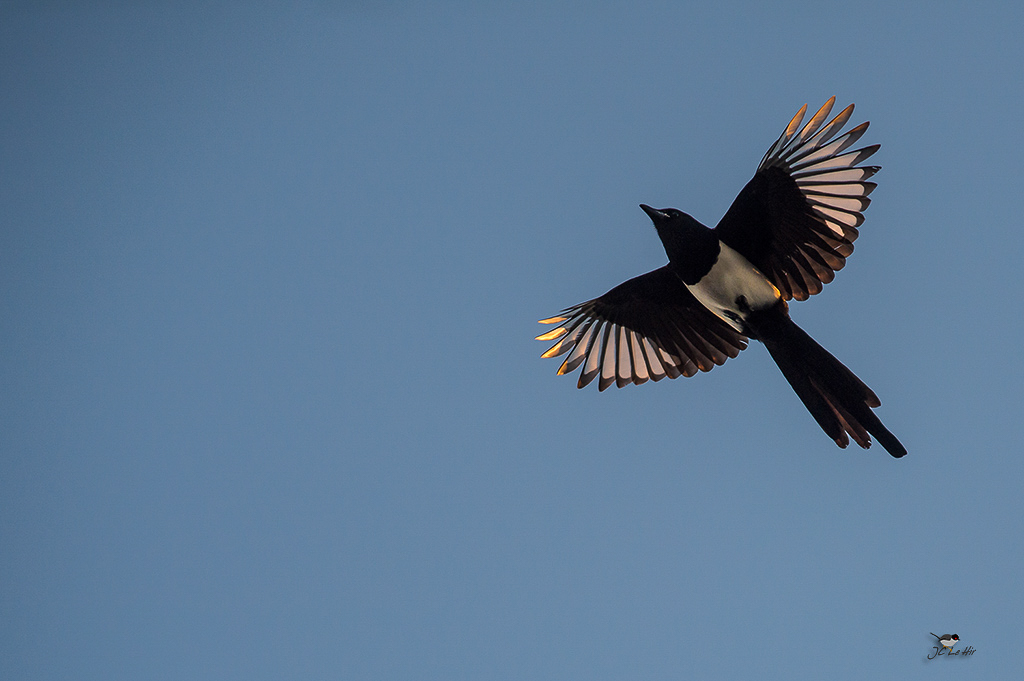 Semaine 1 (02/01-08/01)