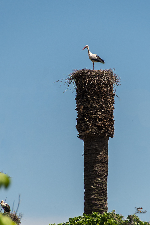 Semaine 20 (15/05-21/05) 