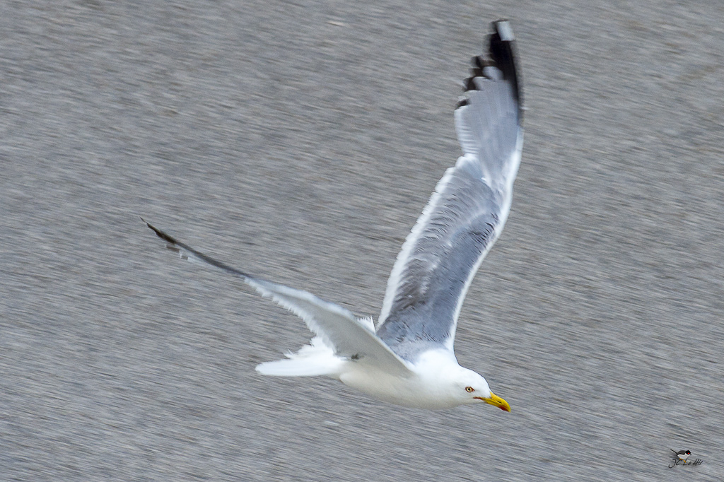 Semaine 28 (10/07-17/07)