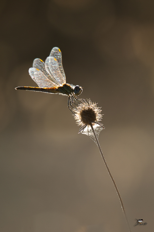 Semaine 32 (07/08-13/08)