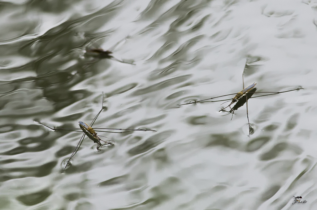 Semaine 37 (11/09-17/09) 