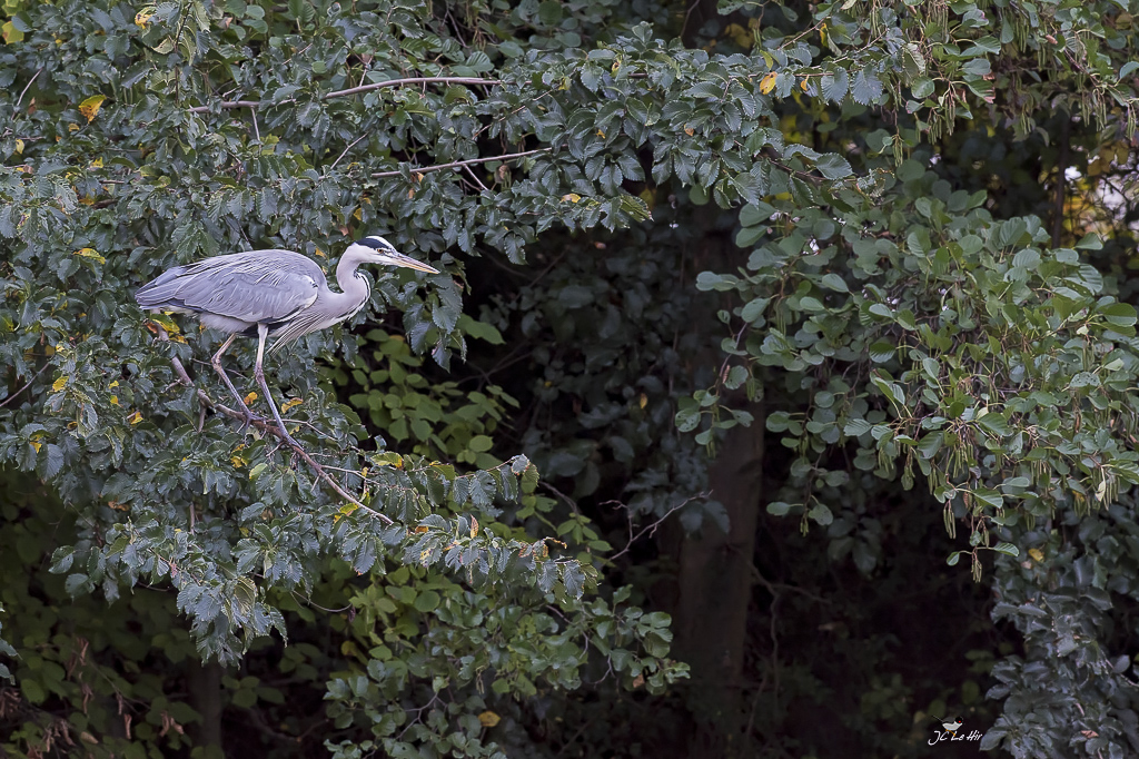 Semaine 42 (16/10-22/10) 