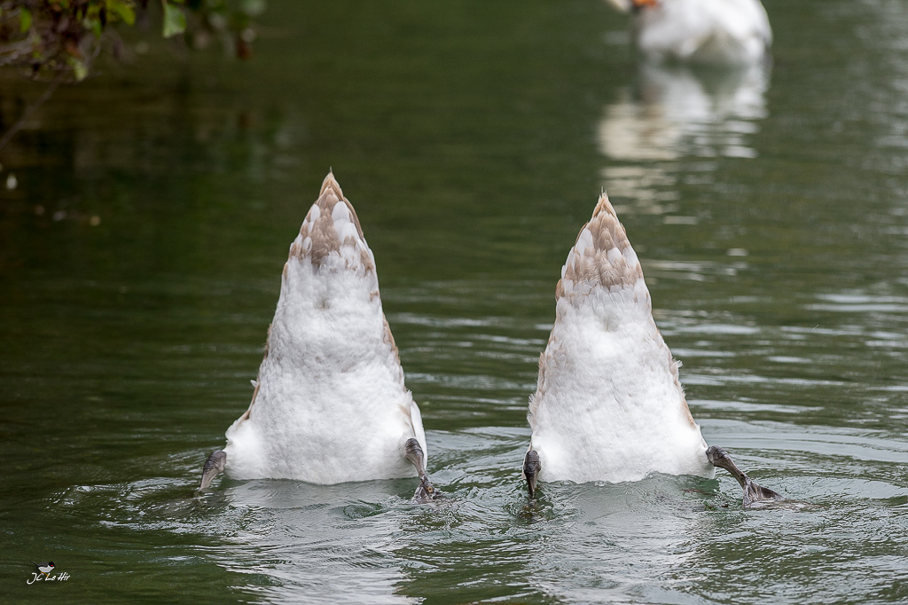 Semaine 45 (06/11-12/11) 