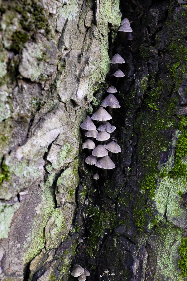 Semaine 51 (18/12-24/12) 