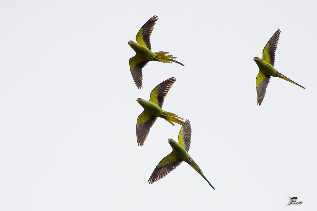 Semaine 6 (06/02-12/02)