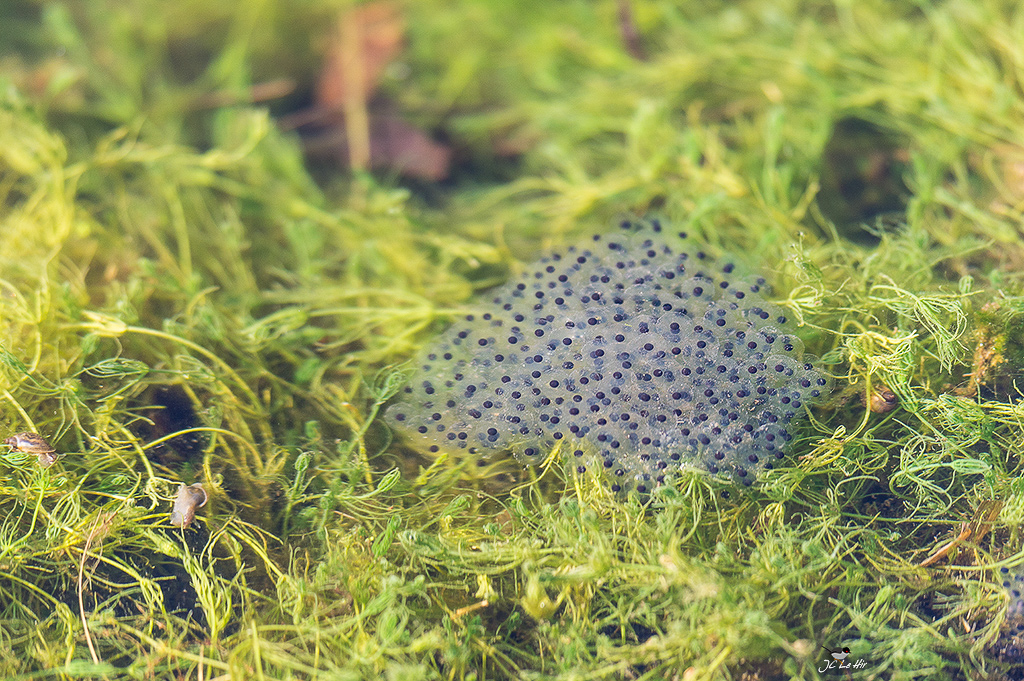 Semaine 9 (27/02-05/03)